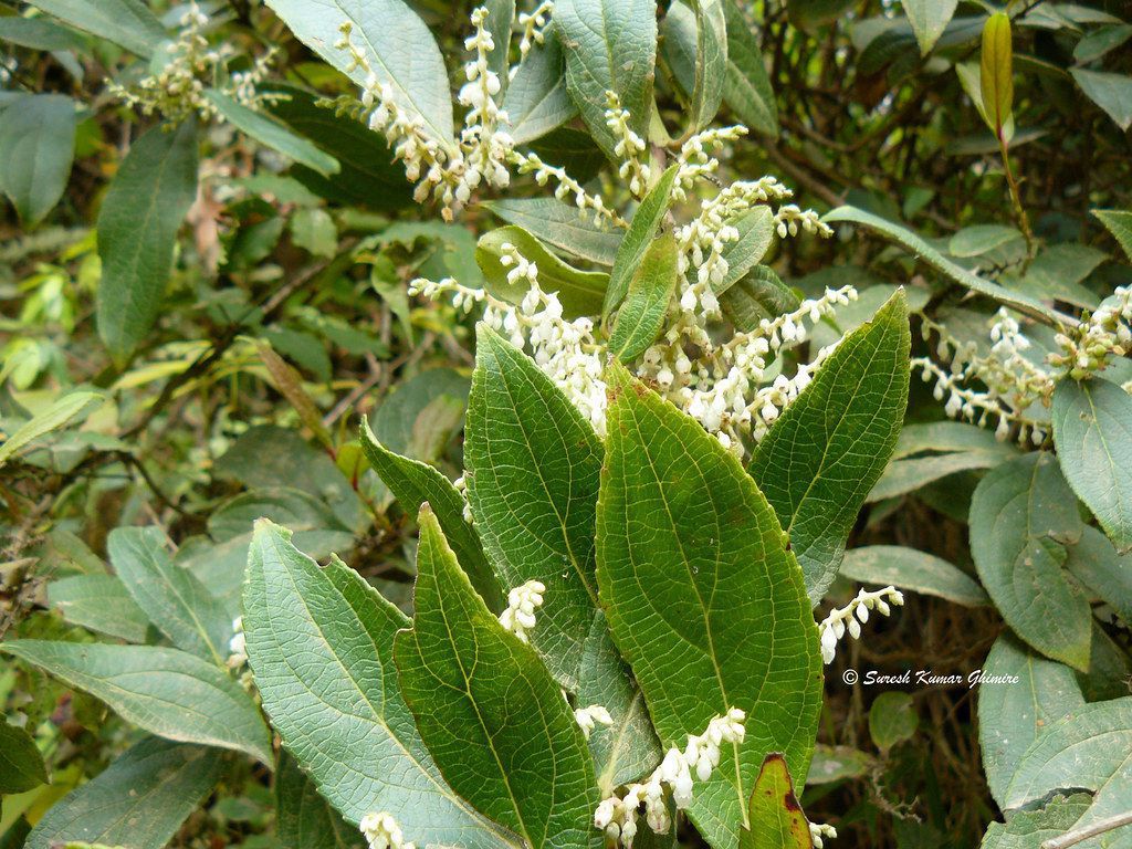 Cây Châu thụ. Gaultheria fragrantissima Wall - Cây Thuốc Nam Quanh Ta